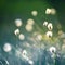 A beautiful closeup of white, fluffy heads of the cottongrass in the wetlands.