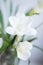 A beautiful closeup of a white freesia flower with shallow depth of field. Spring flowers near the window.