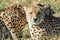 Beautiful closeup wildlife portrait of cheetahs