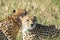 Beautiful closeup wildlife portrait of cheetahs