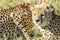 Beautiful closeup wildlife portrait of cheetahs relaxing/cuddling in the grass in masai mara