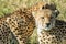 Beautiful closeup wildlife portrait of cheetahs relaxing/cuddling in the grass in masai mara