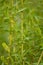 A beautiful closeup of a willow tree branches in spring