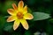 Beautiful closeup of a yellow dahlia pinnata on a blurry green background