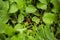 Beautiful closu up view of growing radish plants. Beautiful nature backgrounds