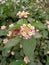 Beautiful clouded skipper butterfly image india