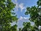 Beautiful clouds flots on the new green leaves of Burmese sal trees