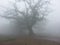 Beautiful clouds touches tree cold nature fog mist