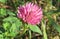 Beautiful clover flower in the garden, closeup