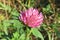 Beautiful clover flowers in the garden, closeup