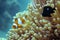 Beautiful Clown Fish Symbiose With Anemone