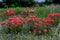 A Beautiful Cluster of Bright Orange Indian Paintbrush (Castilleja foliolosa) Wildflowers