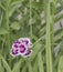 Beautiful Cluster of Flower Blossoms