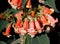 Beautiful cluster of Kohleria Peach Queen tropical flowers