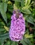 Beautiful cluster of Pugster Amethyst Dwarf butterfly bush