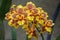 Beautiful cluster of red and yellow tiger orchid flowers