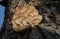 A beautiful cluster of Velvet-shank mushroom Flammulina velutipes growing from a decaying horse chestnut tree trunk in woodland