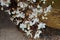 Beautiful cluster of white flowers of Chain Of Glory, from a Verbena plant family