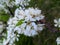 Beautiful cluster of white flowers in the evening light.