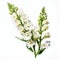 Beautiful Cluster Of White Flowers On A White Background