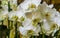 Beautiful cluster of white moth orchid flowers, Flowering plant from Asia, Nature background