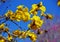 Beautiful cluster of yellow flowering tree of Tabebuia Aurea