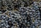 Beautiful clusters blue grapes in the market