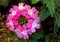 Beautiful clusters pink flowers of Verbena Obsession