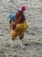 Beautiful cock in the pen for chickens in the village, close-up