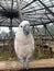 Beautiful Cockatoo Bird