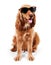 Beautiful cocker spaniel in sunglasses siting isolated on white