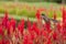 Beautiful Cockscomb red flowers in the field with bird on the top of it