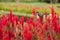 Beautiful Cockscomb red flowers in the field with bird on the top of it