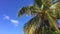 Beautiful Coconut Palm Against the Blue Sky. Perfect Background Slowmotion HD Shot for Travel Agency. Thailand.