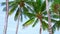 Beautiful coconut palm trees on the beach Phuket Thailand