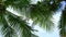 Beautiful coconut palm trees on the beach Phuket Thailand, Phuket Islands Palms trees on the ocean. Palms grove on the seashore wi