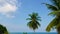 Beautiful coconut palm trees blue sky background