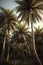 Beautiful coconut palm trees sunlight, Golden hour