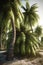 Beautiful coconut palm trees sunlight, Golden hour