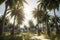 Beautiful coconut palm trees sunlight, Golden hour