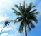 Beautiful Coconut Tree in Garden