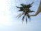 Beautiful coconut tree of sri lankan palm photo