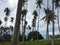 Beautiful coconut tree view early morning