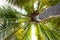 Beautiful coconut tree on white background.