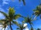 Beautiful coconut trees and skies are perfect for creating a background image and a bright