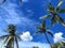 Beautiful coconut trees and skies are perfect for creating a background image and a bright, comfortable atmosphere.