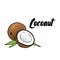 Beautiful coconut. Vector illustration. Tropical fruits.