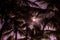 Beautiful Cocos nucifera palms with a group of coconuts is on the pink sunset sky background