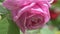 beautiful cold pink rose bud blossom in garden at morning. macro.