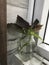 Beautiful coleus plant in glass jar